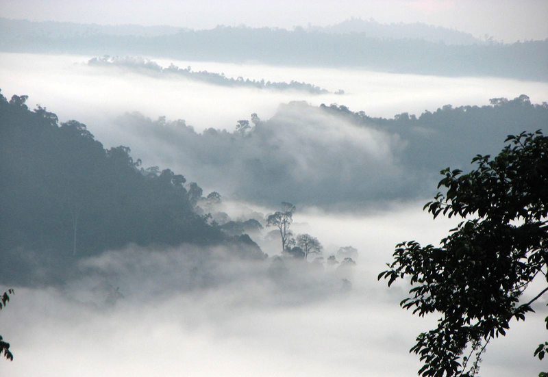 Selvas del valle de Danum, en Borneo. Foto: Rob and Stephanie Levy / Flickr, bajo licencia Creative Commons.